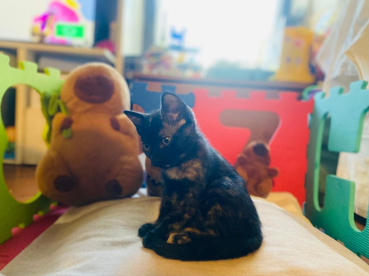 Gattina tartarugata seduta su un cuscino, con dei peluche sullo sfondo