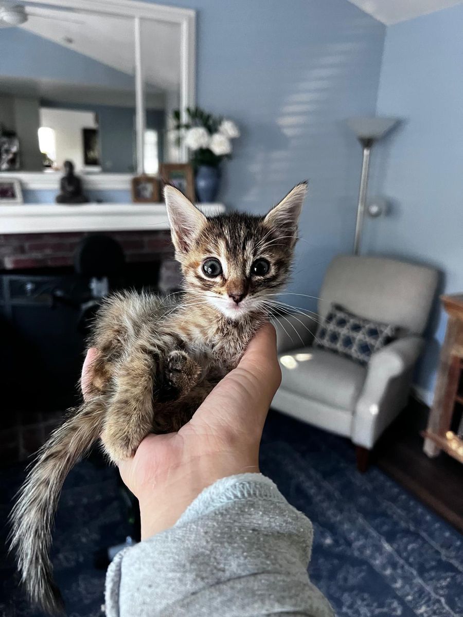 Un gattino tigrato appena svezzato tenuto nel palmo di una mano