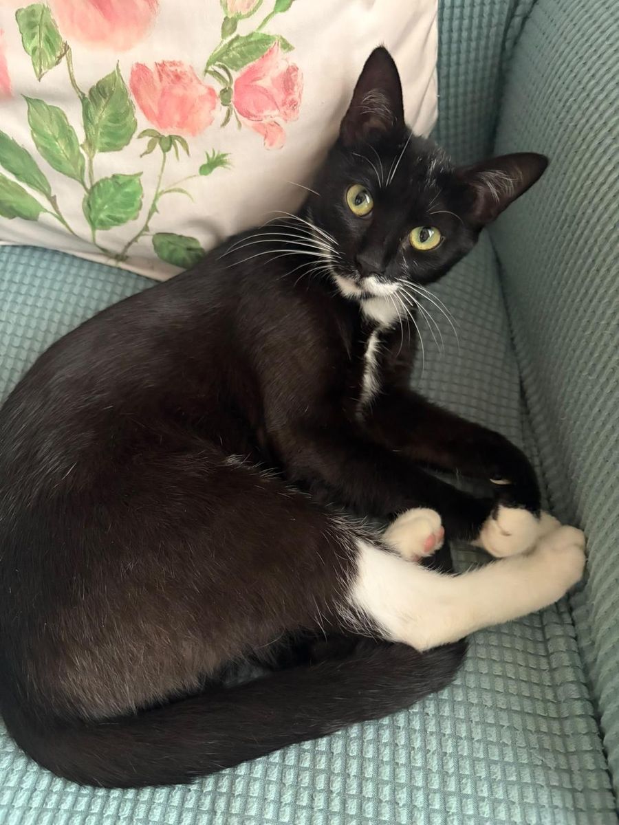 Gatto nero con le zampe bianche sdraiato su una poltrona