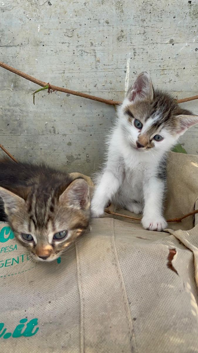Due gattini accanto a un muro, uno tigrato e uno bianco