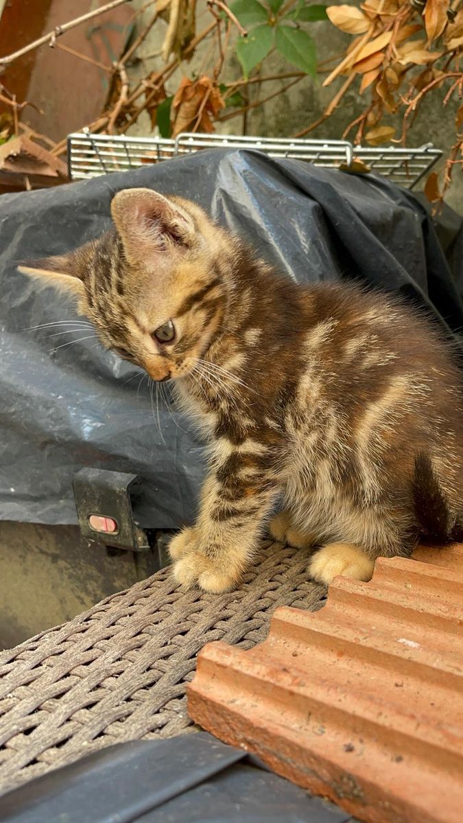 Gattino tigrato seduto su un cestino intrecciato accanto a un coppo di terracotta